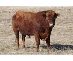 Red Angus and South Devon Bulls by Private Treaty Top 50 Production Sale December 17, 2018