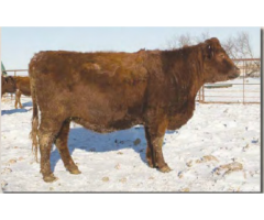 Grassy Meadow Ranch Annual Bull Sale in January