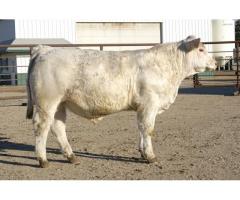 Severance Diamond Charolais & Angus Annual Bull Sale in February