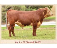 LeForce Herefords 125th Anniversary Production Sale Friday, November 16th, 2018 - 1pm