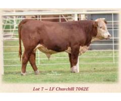 LeForce Herefords 125th Anniversary Production Sale Friday, November 16th, 2018 - 1pm