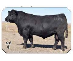 Spickler Ranch North December 8th, 2018 Angus Bull & Female Production Sale