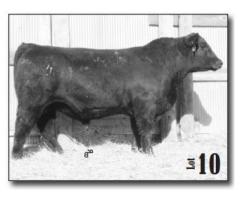 Weller Angus Ranch 38th Annual Bull & Female Sale Nov. 27, 1018