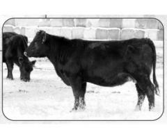 Weller Angus Ranch 38th Annual Bull & Female Sale Nov. 27, 1018