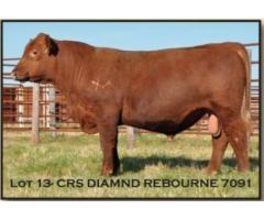 Red Angus Bull & Female Production Sale Dec. 10, 2018
