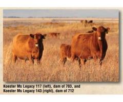 Koester Pick of Bred Heifers – Jan. 13, 2019 - Red Angus Bull Sale March 8, 2019
