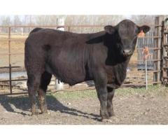 Red Angus and South Devon Bulls by Private Treaty Top 50 Production Sale December 17, 2018